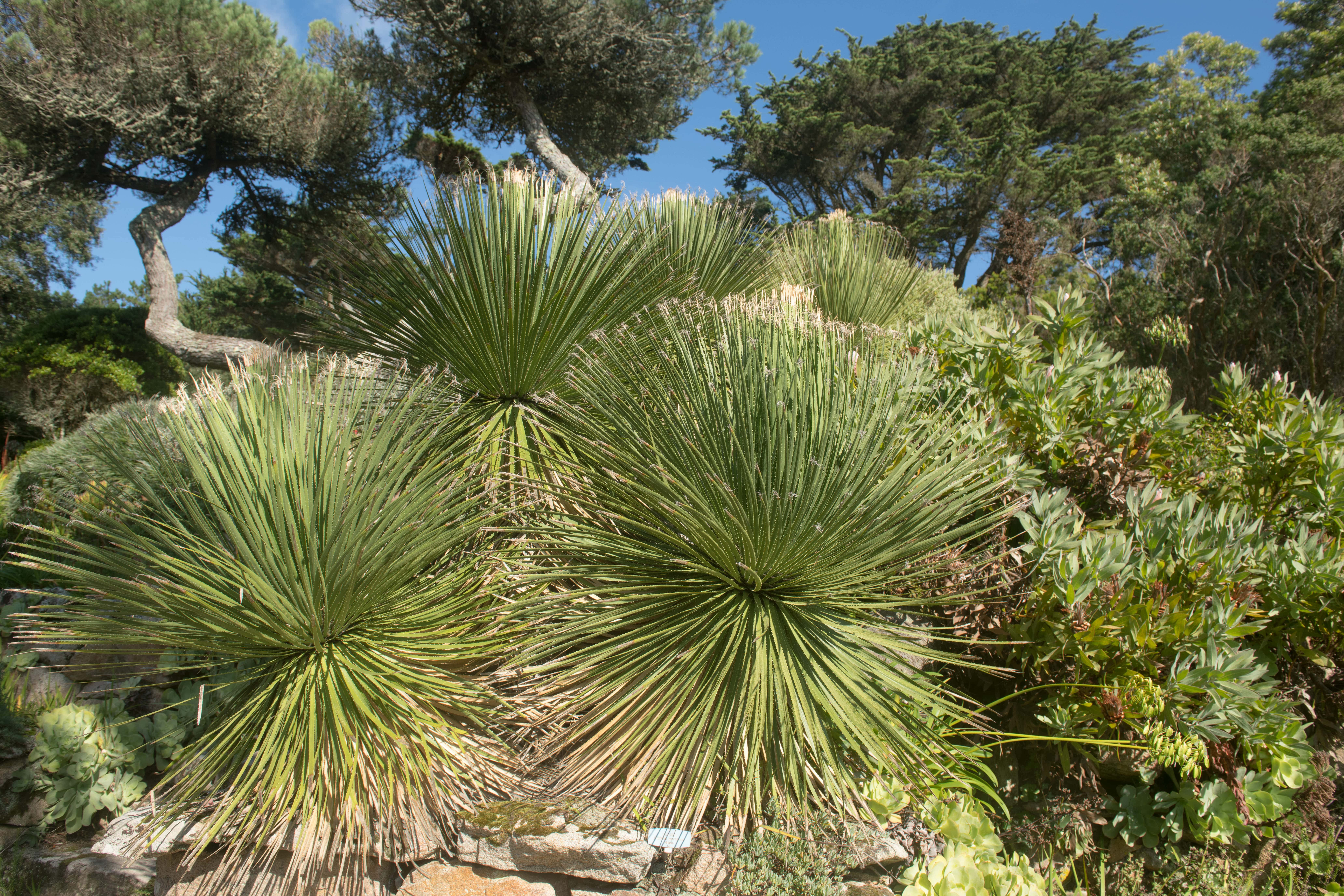 Kępy dasylirionu w ogrodzie skalnym