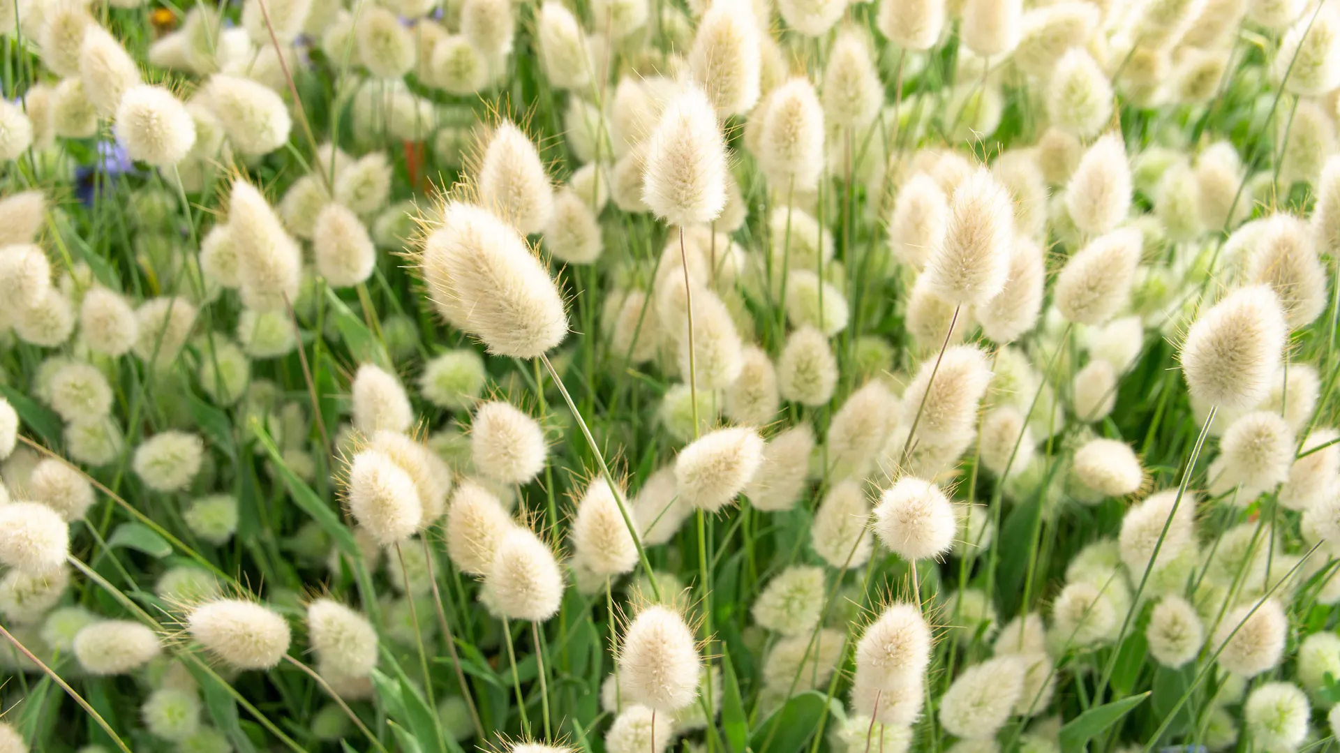 Kwiatostany dmuszka jajowatego