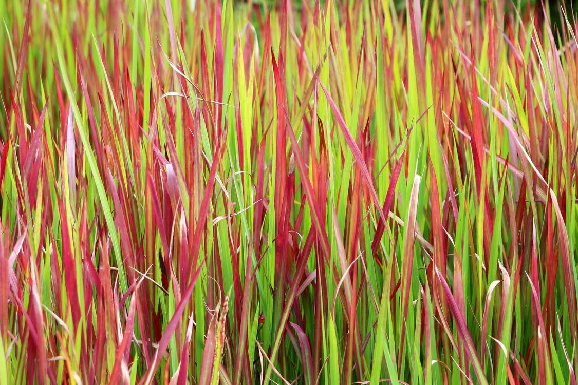 Trawa ozdobna Red Baron