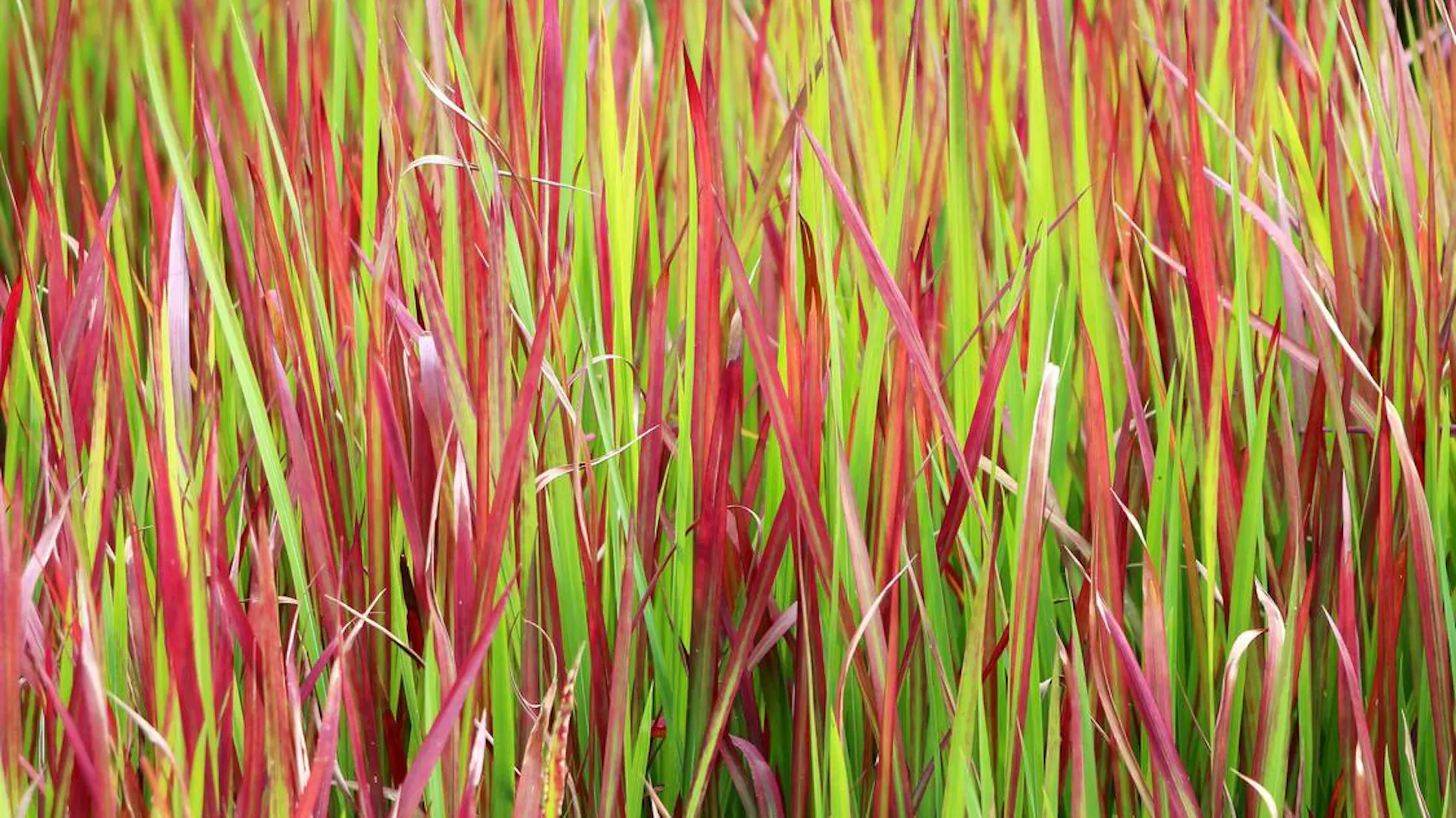 Trawa ozdobna Red Baron