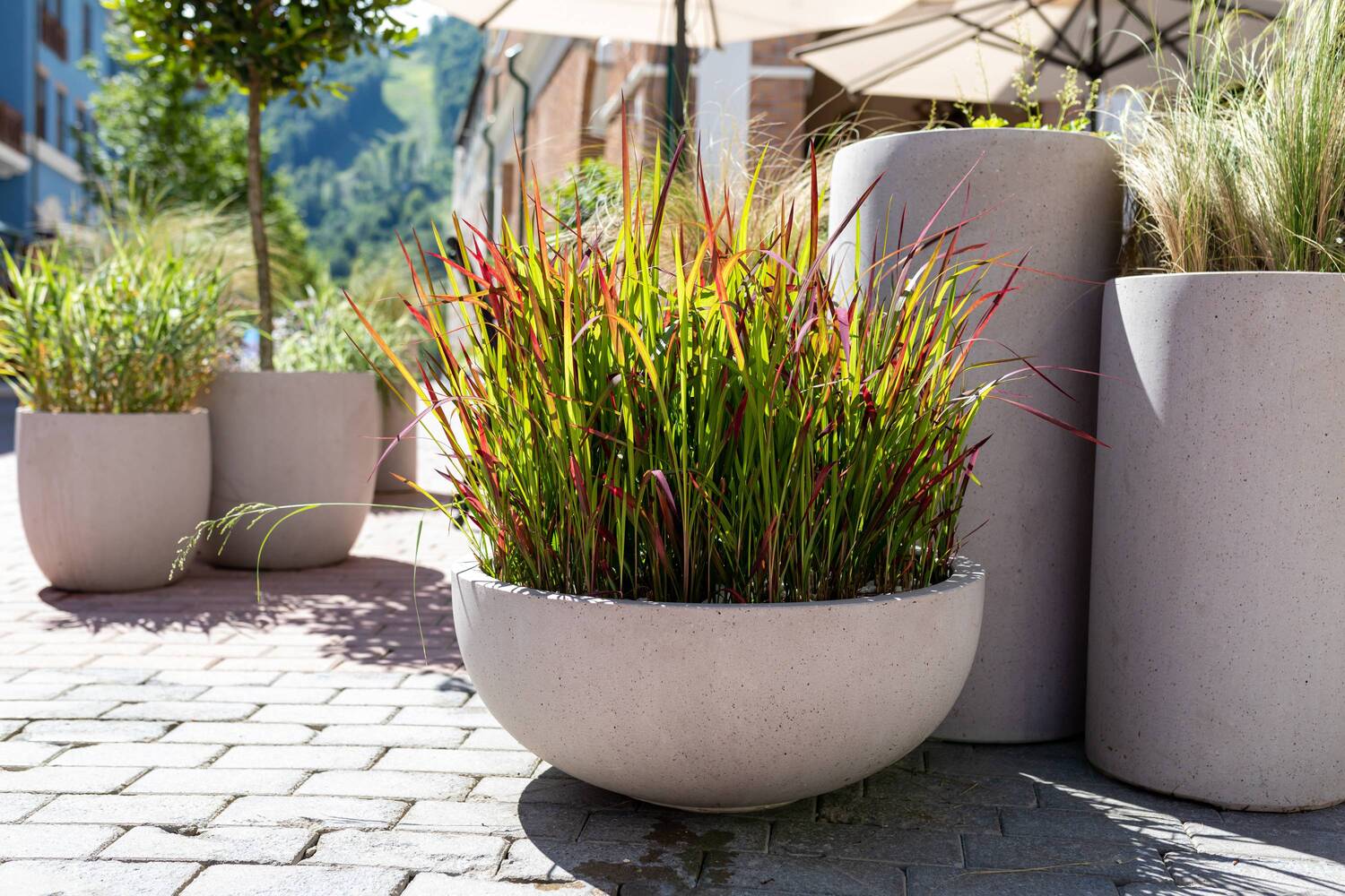 Imperata cylindryczna w donicy