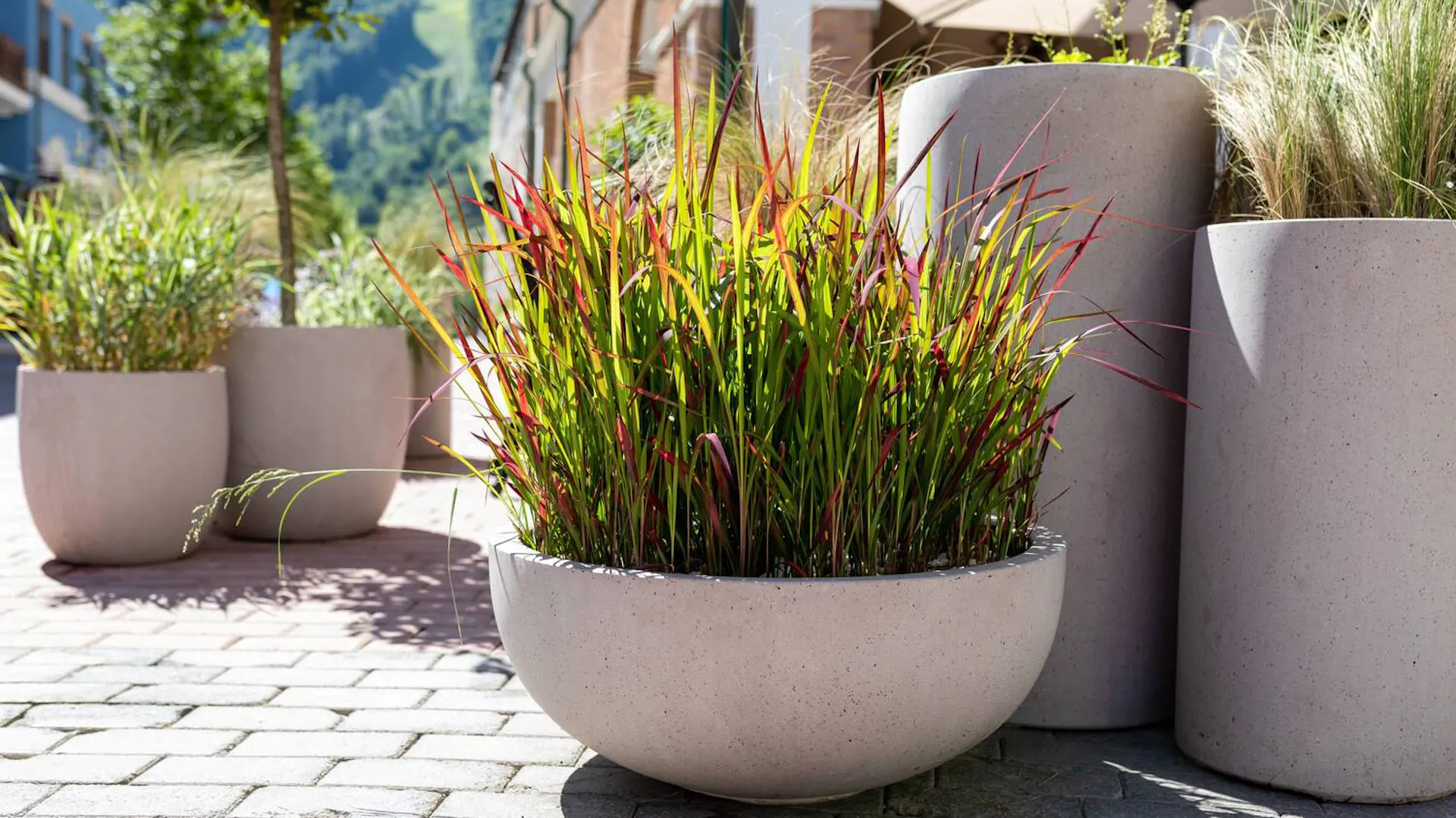 Imperata cylindryczna w donicy