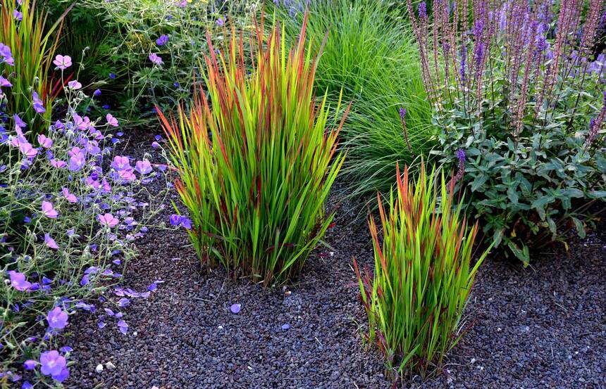 Imperata w ogrodzie