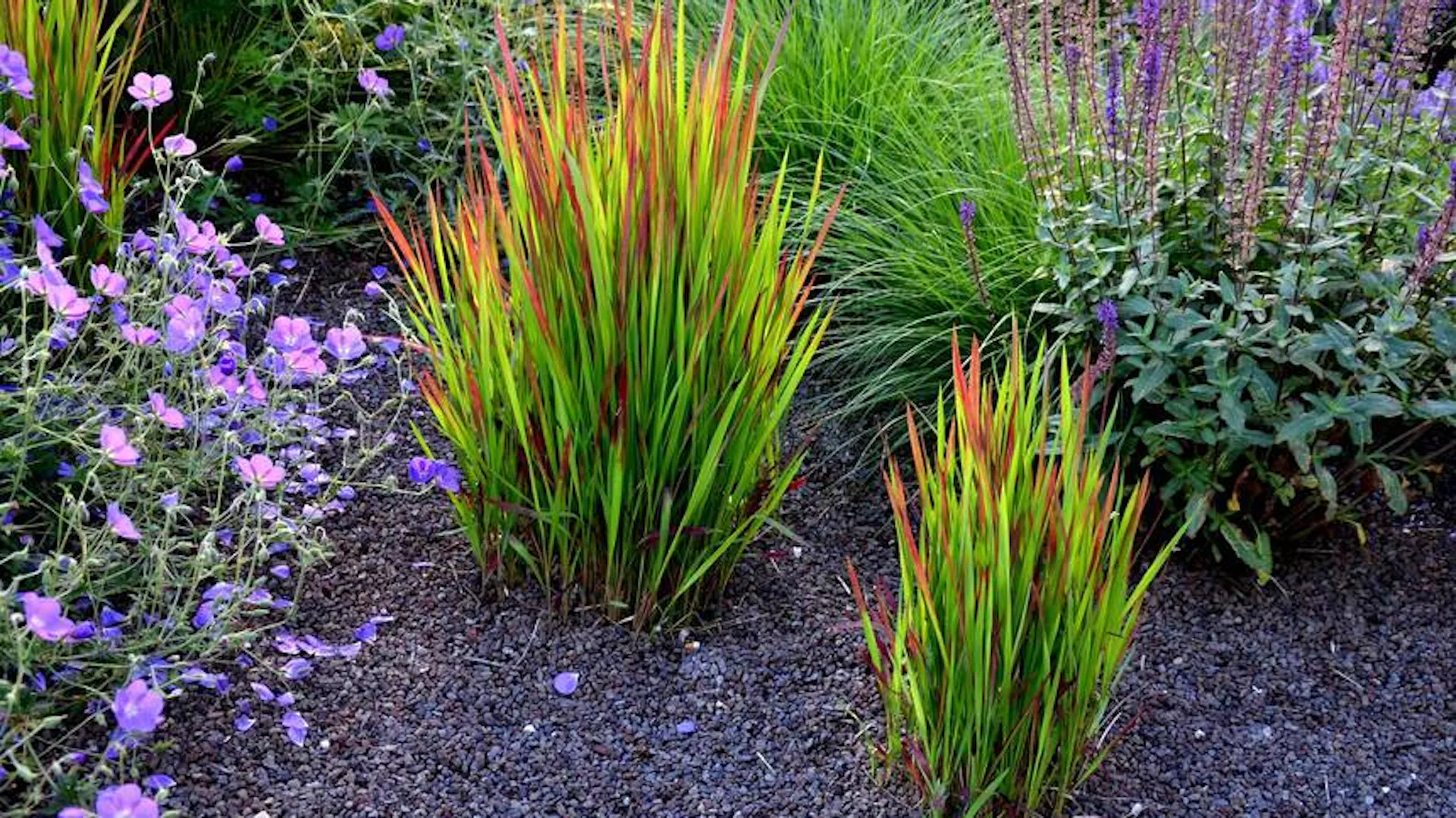 Imperata w ogrodzie