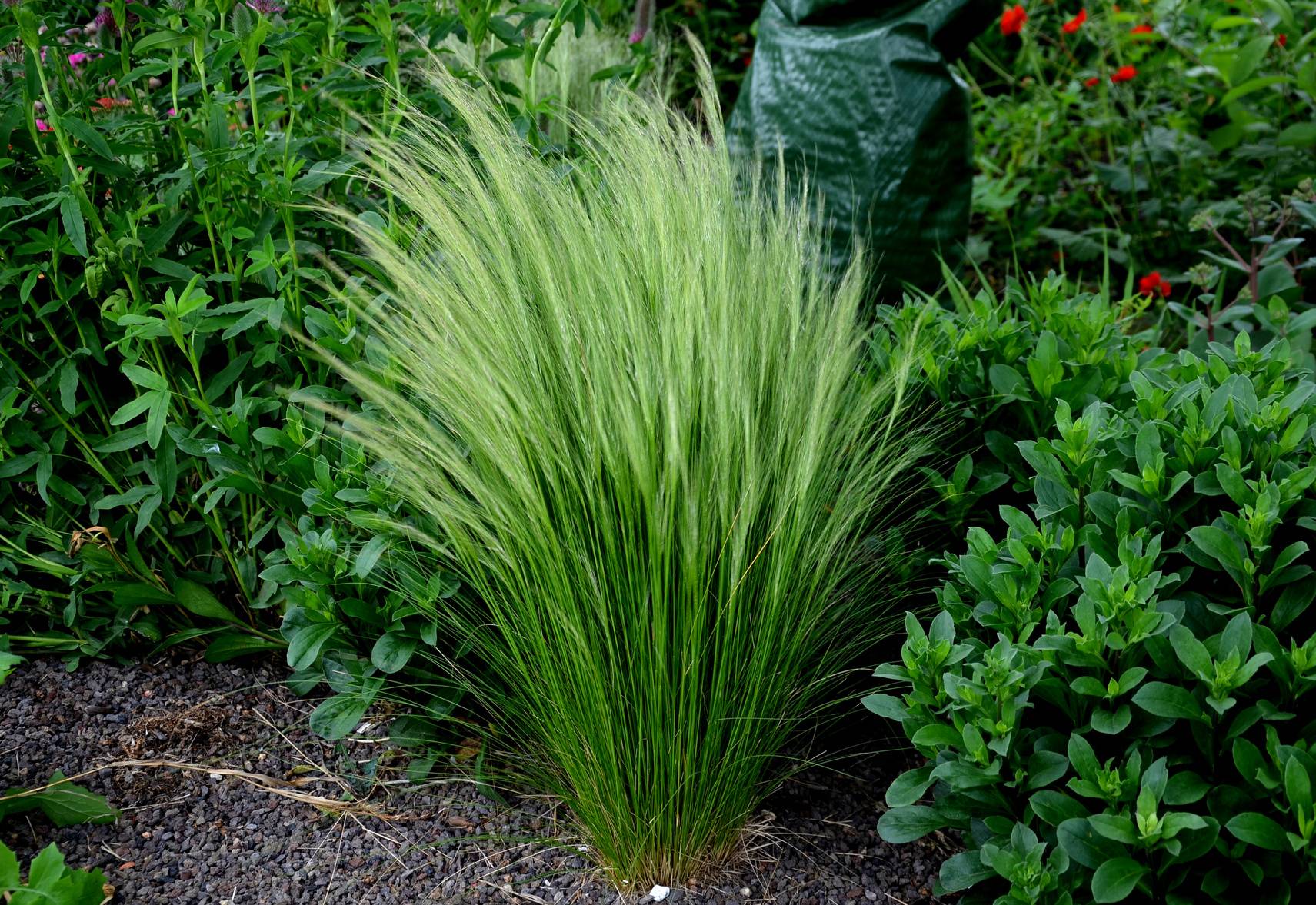 Kwitnąca na jasnozielono kępa ostnicy