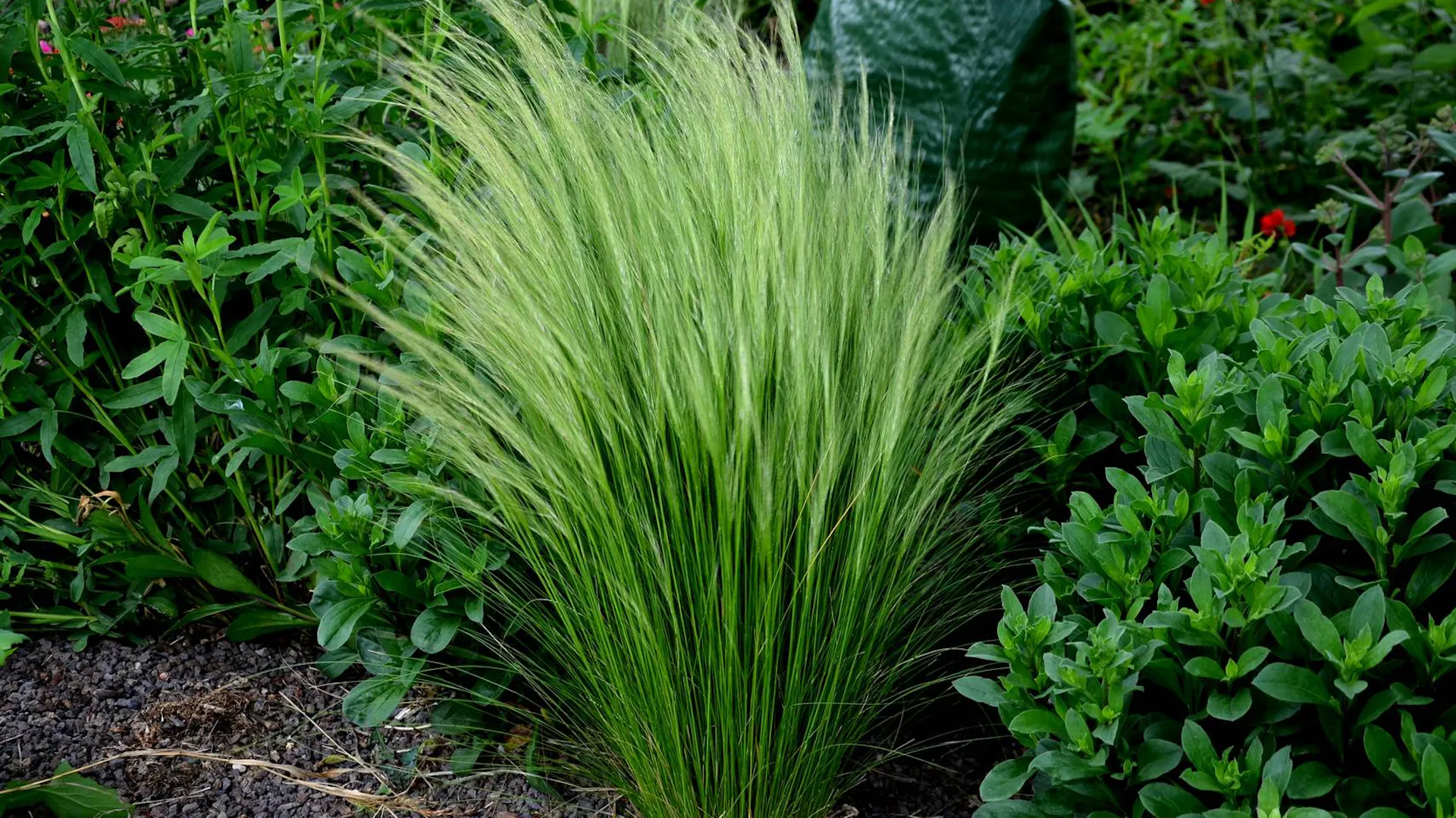 Kwitnąca na jasnozielono kępa ostnicy