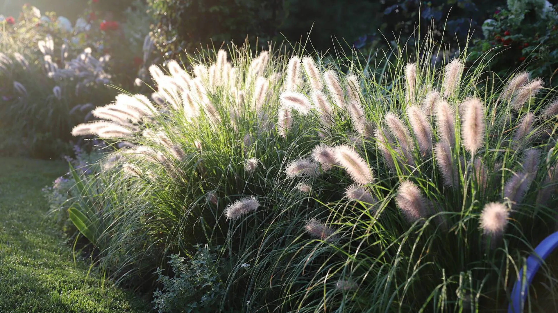 Kępy kwitnącej rozplenicy japońskiej