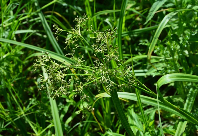 Sitowie – Scirpus cernuus