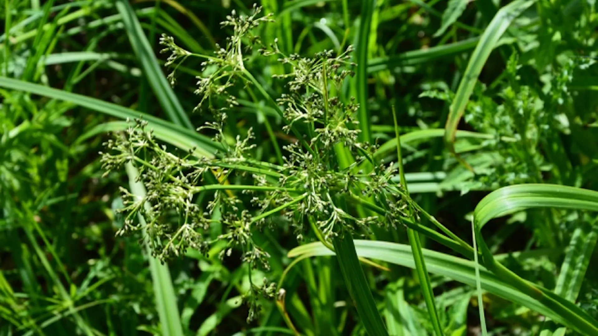 Sitowie – Scirpus cernuus