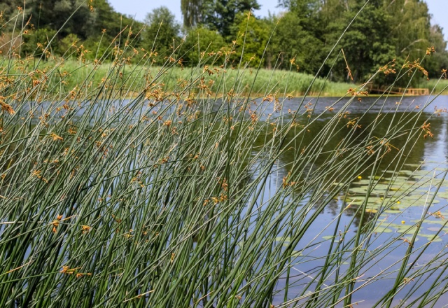 Sitowie – charakterystyka