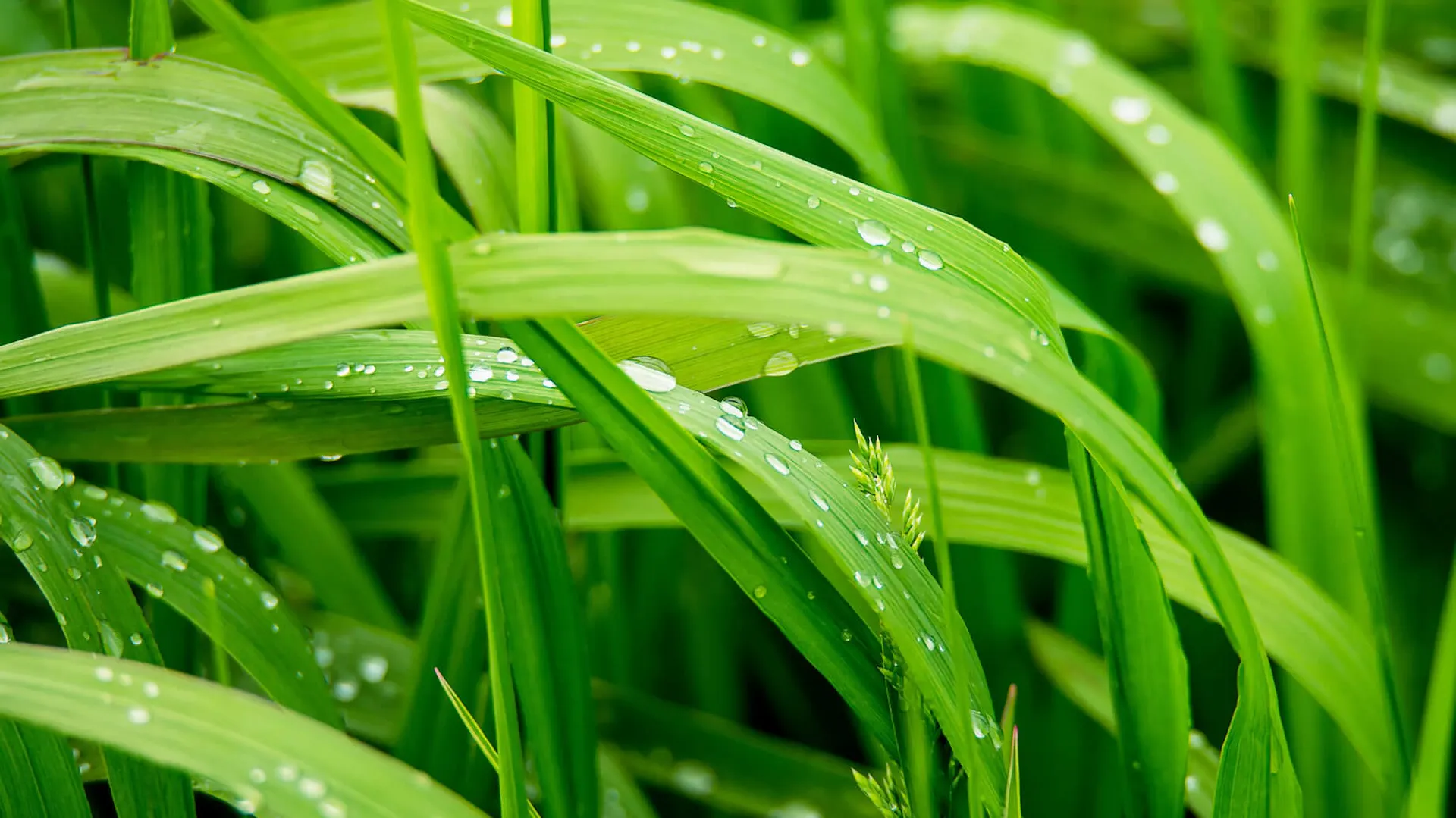 Trawa zroszona kroplami wody.