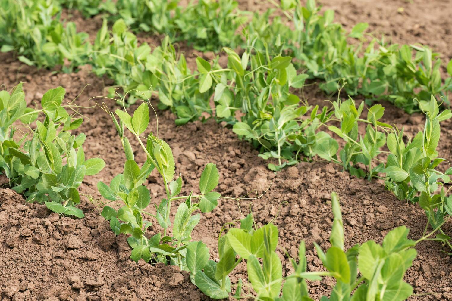 Groch zwyczajny (Pisum sativum) – opis. Jak uprawiać groch zwyczajny? | OBI