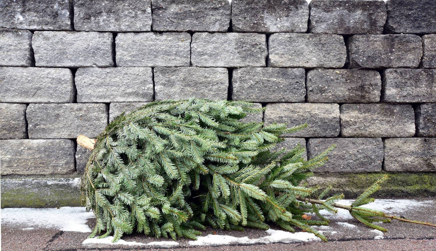 Choinka leżącą na chodniku