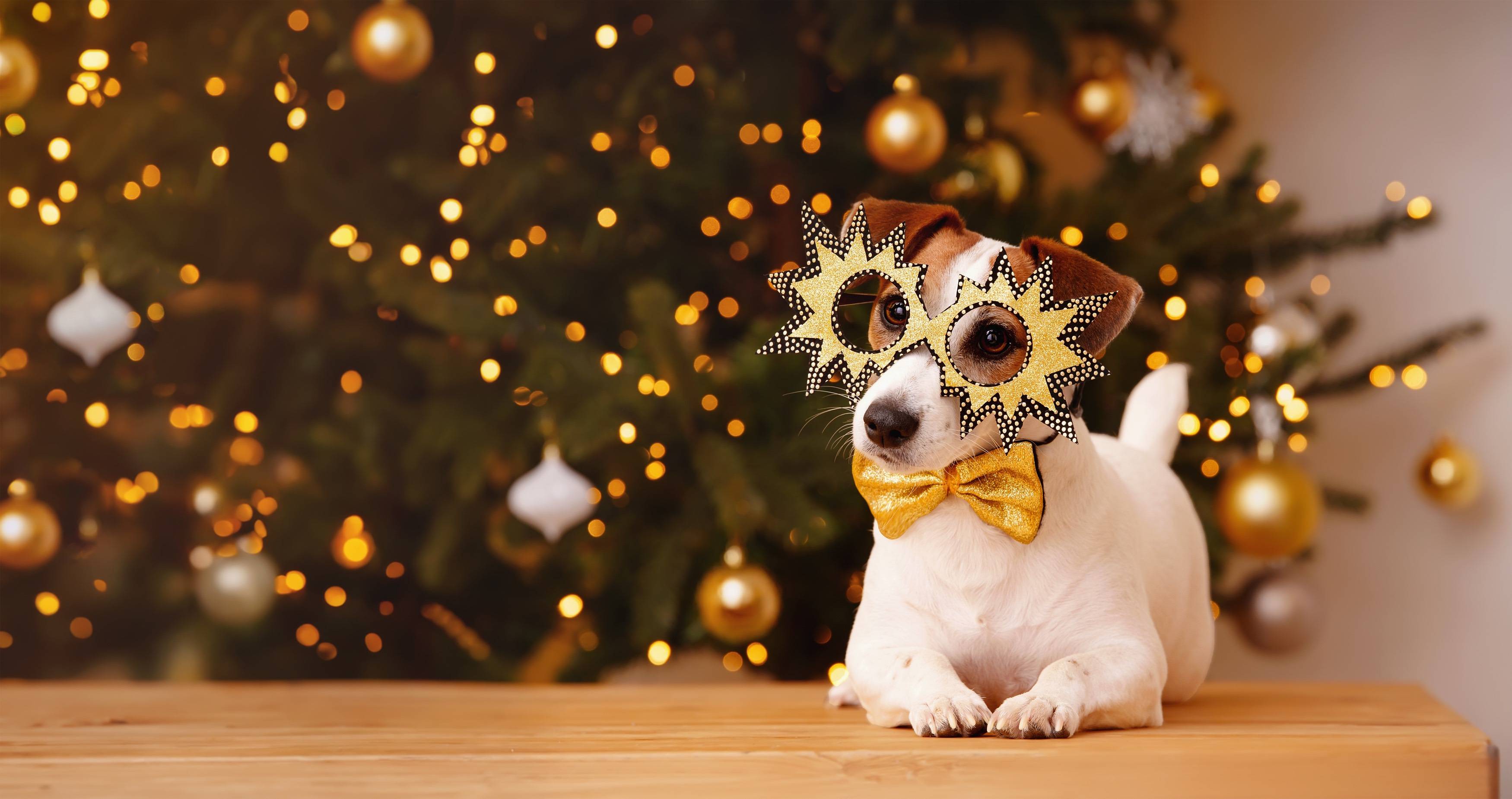 Zadowolony pies rasy jack russel terrier świętuje sylwestra bez fajerwerków