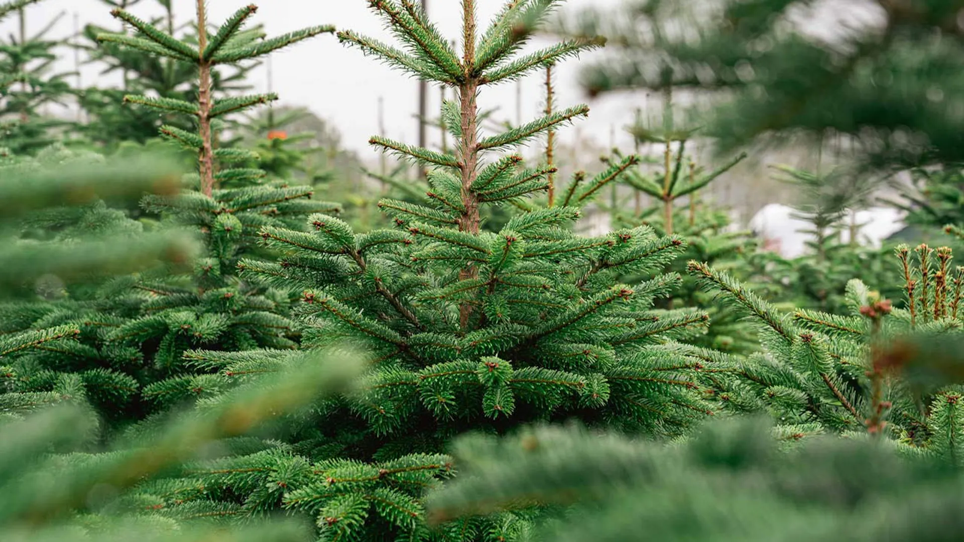 Gęsto ustawione zielone choinki.