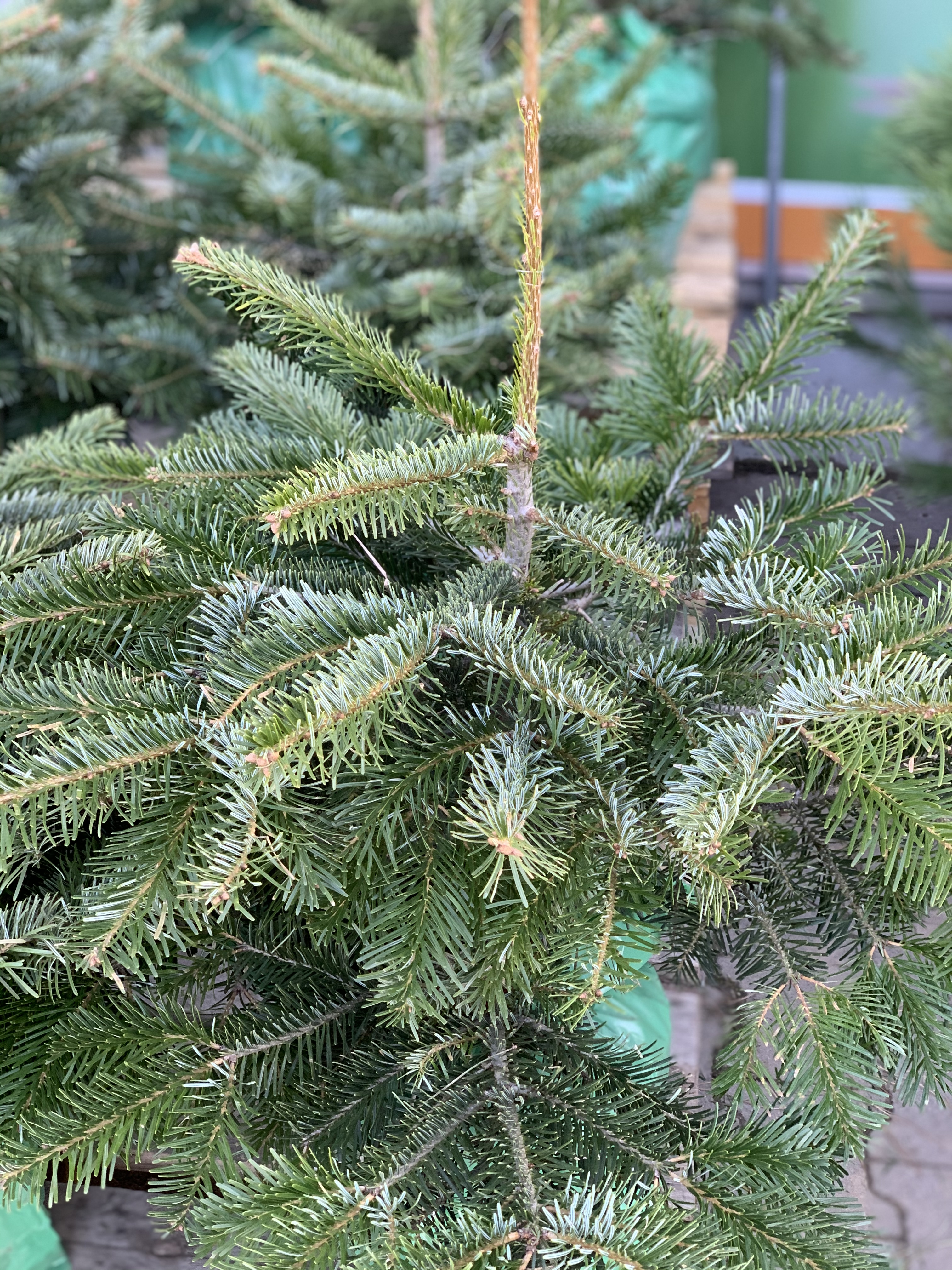 kaukaska2222