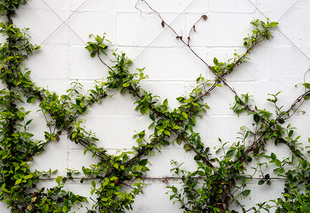 Bluszcz domowy jak udekorować ściany w pokoju żywym bluszczem? OBI