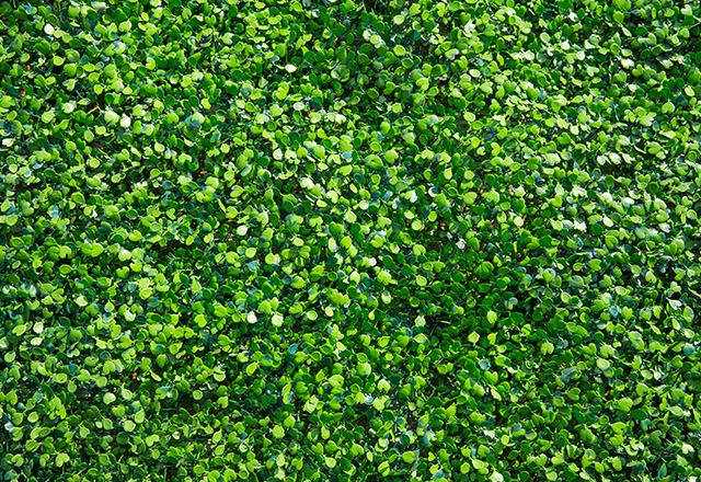 Bluszcz domowy jak udekorować ściany w pokoju żywym bluszczem? OBI