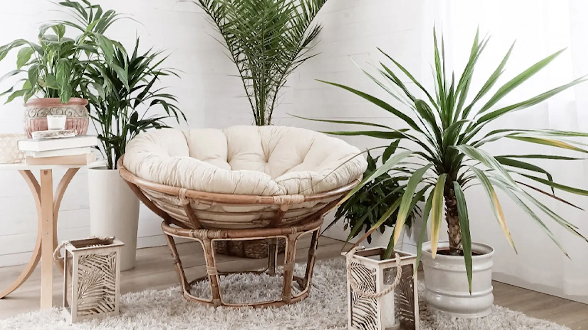 Różne rodzaje palm w domu w stylu boho.