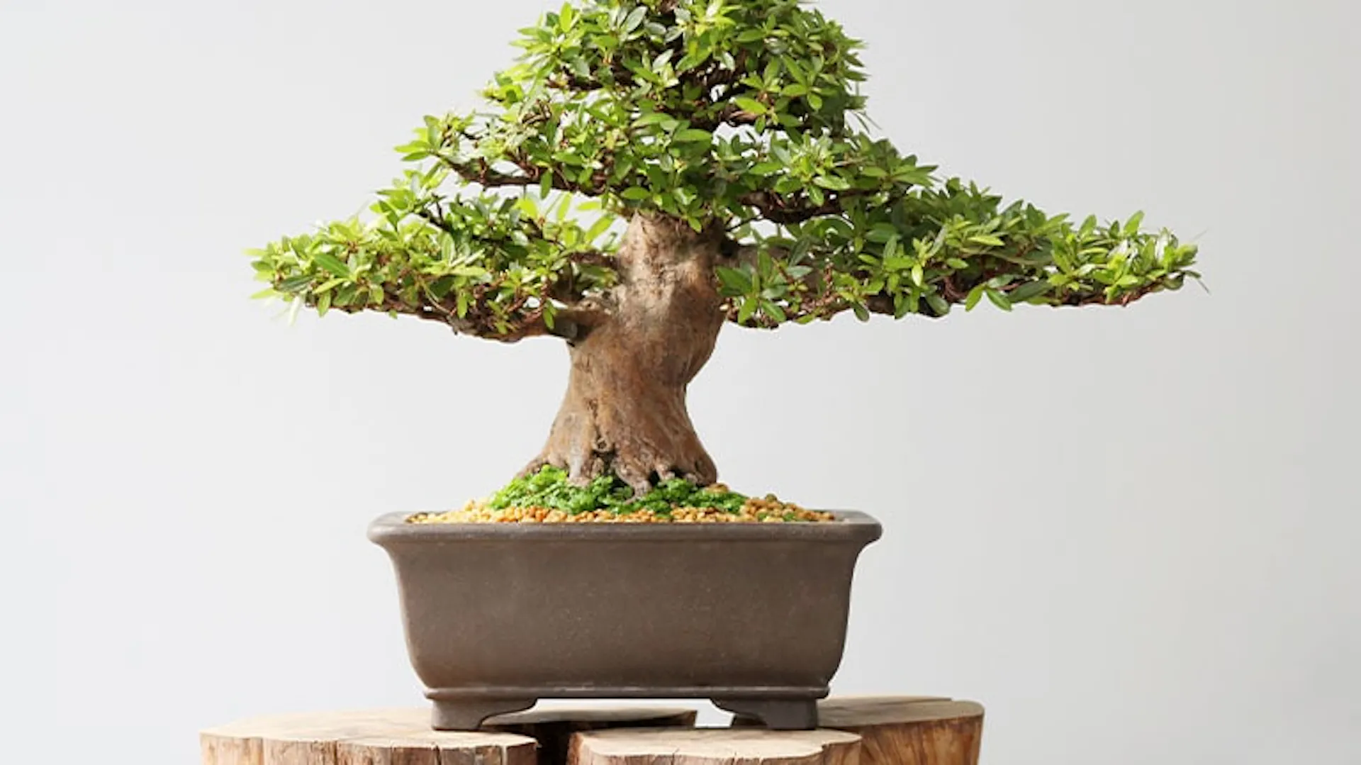 Drzewko bonsai w brązowej doniczce ustawionej na drewnianych palach.