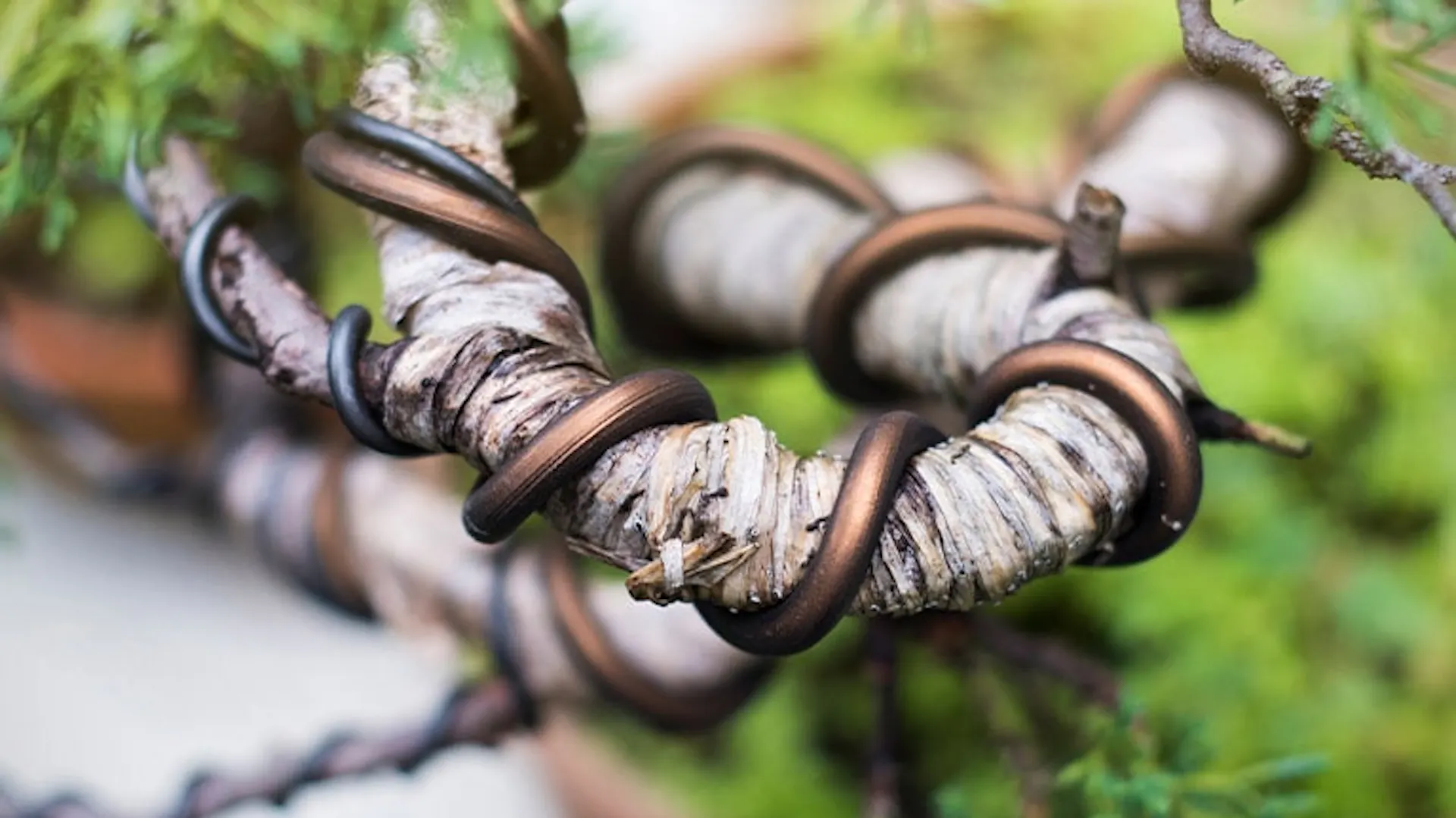 Kształtowanie drzewka bonsai - gałęzie owinięte drutem.