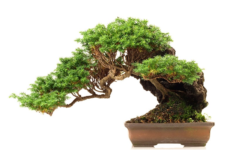 bambus garden Giant Gray – Lewis Bamboo main image 0