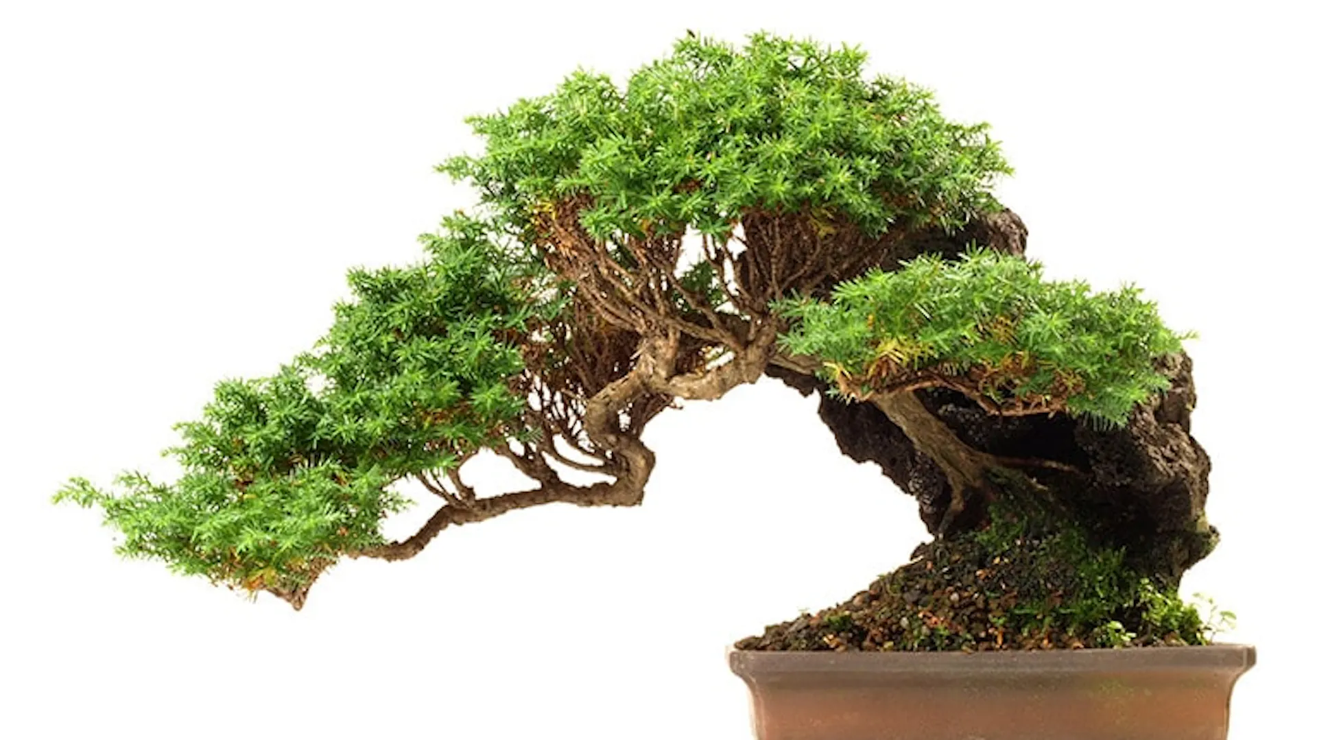 Iglaste drzewko bonsai w brązowej doniczce.