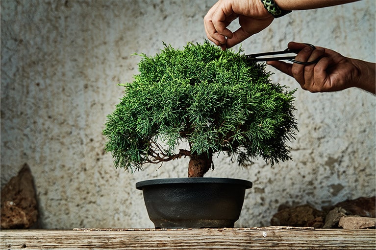 Drzewko bonsai  co musisz wiedzie o jego pielgnacji? | OBI