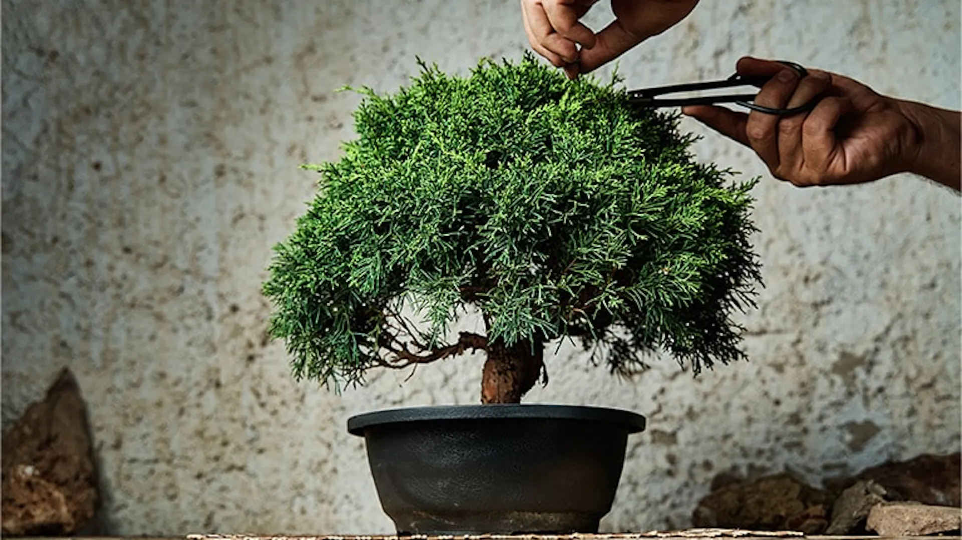 Iglaste drzewko bonsai w czarnej doniczce. Ktoś przycina je nożyczkami.