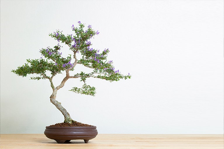 Drzewko bonsai  co musisz wiedzie o jego pielgnacji? | OBI