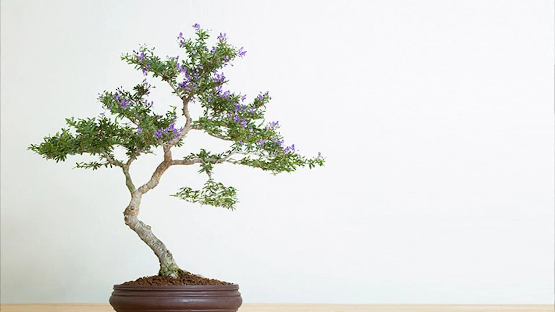 Kwitnące drzewko bonsai w brązowej doniczce.
