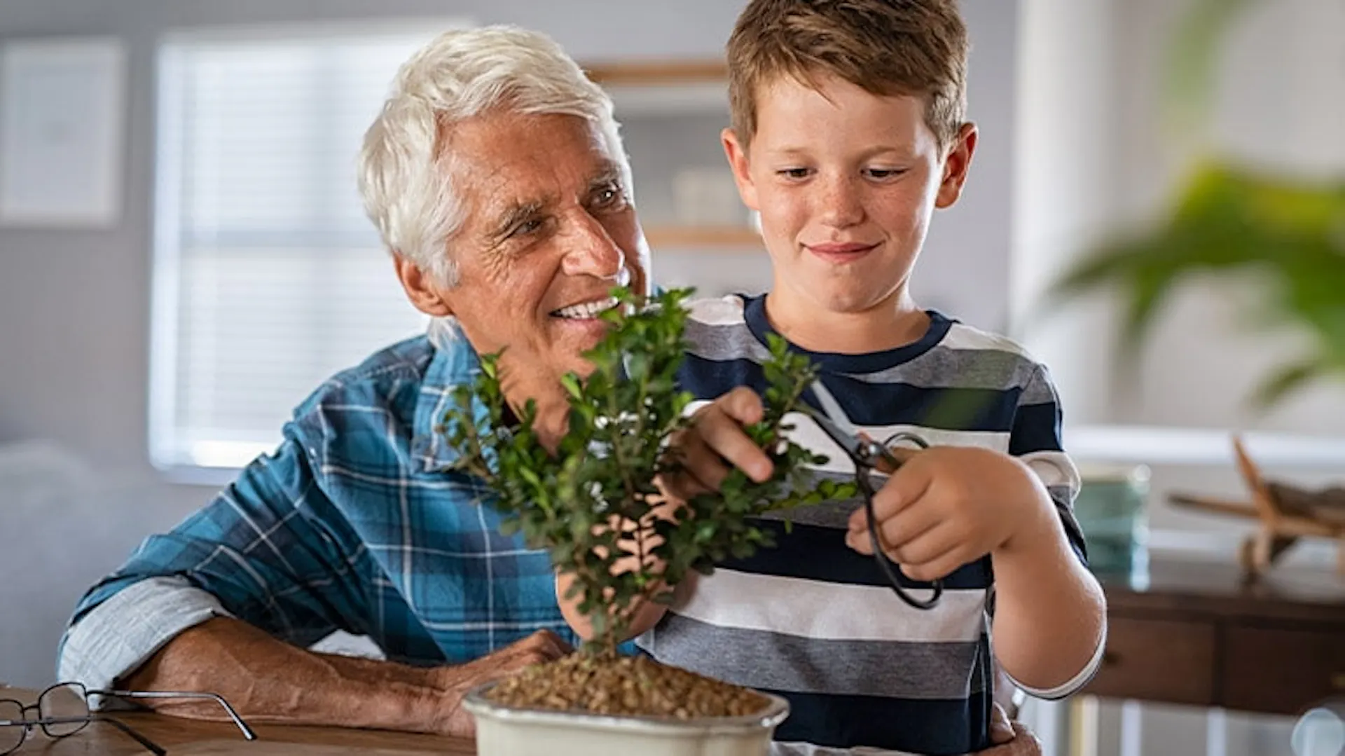 Chłopiec przycina drzewko bonsai za pomocą nożyczek. Obok starszy mężczyzna.