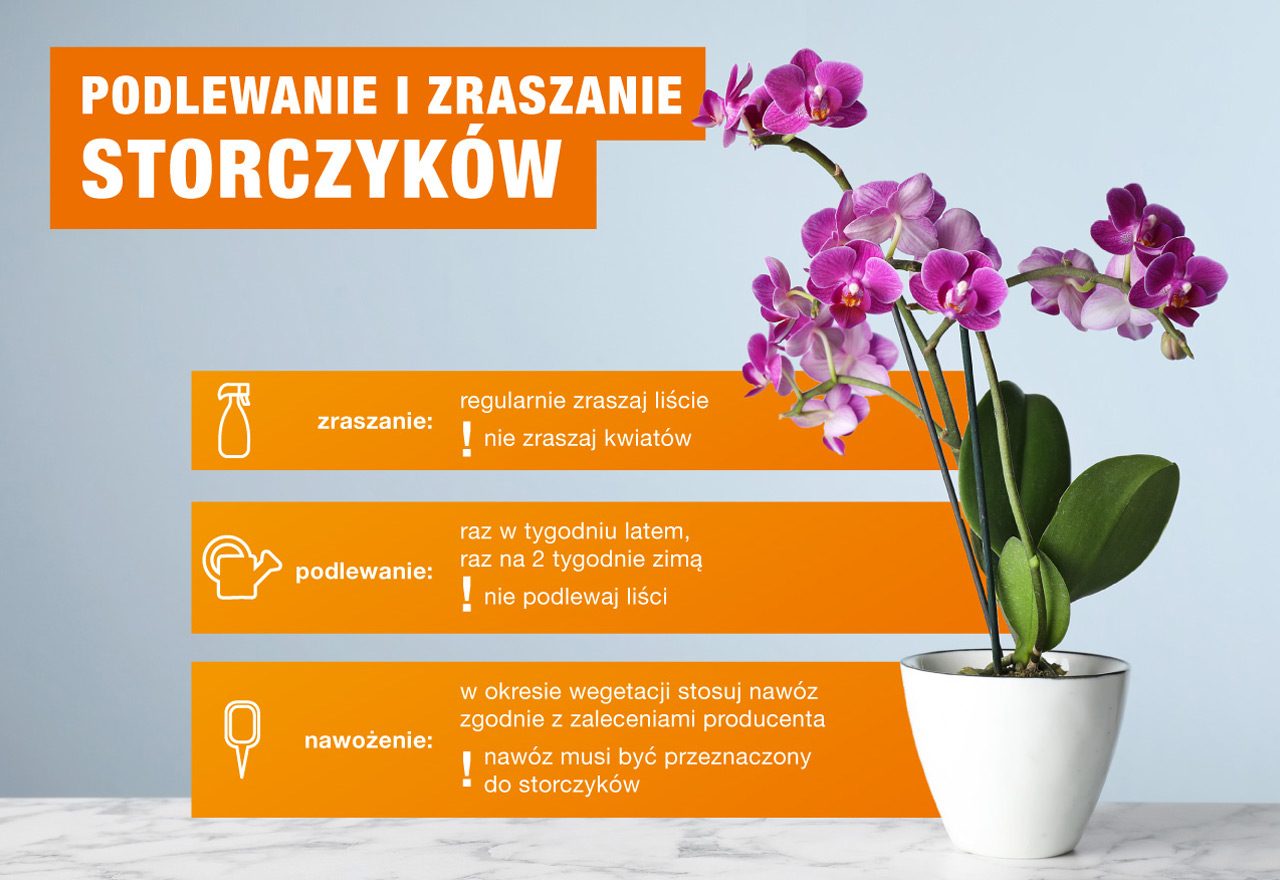 uprawa storczyków – infografika OBI