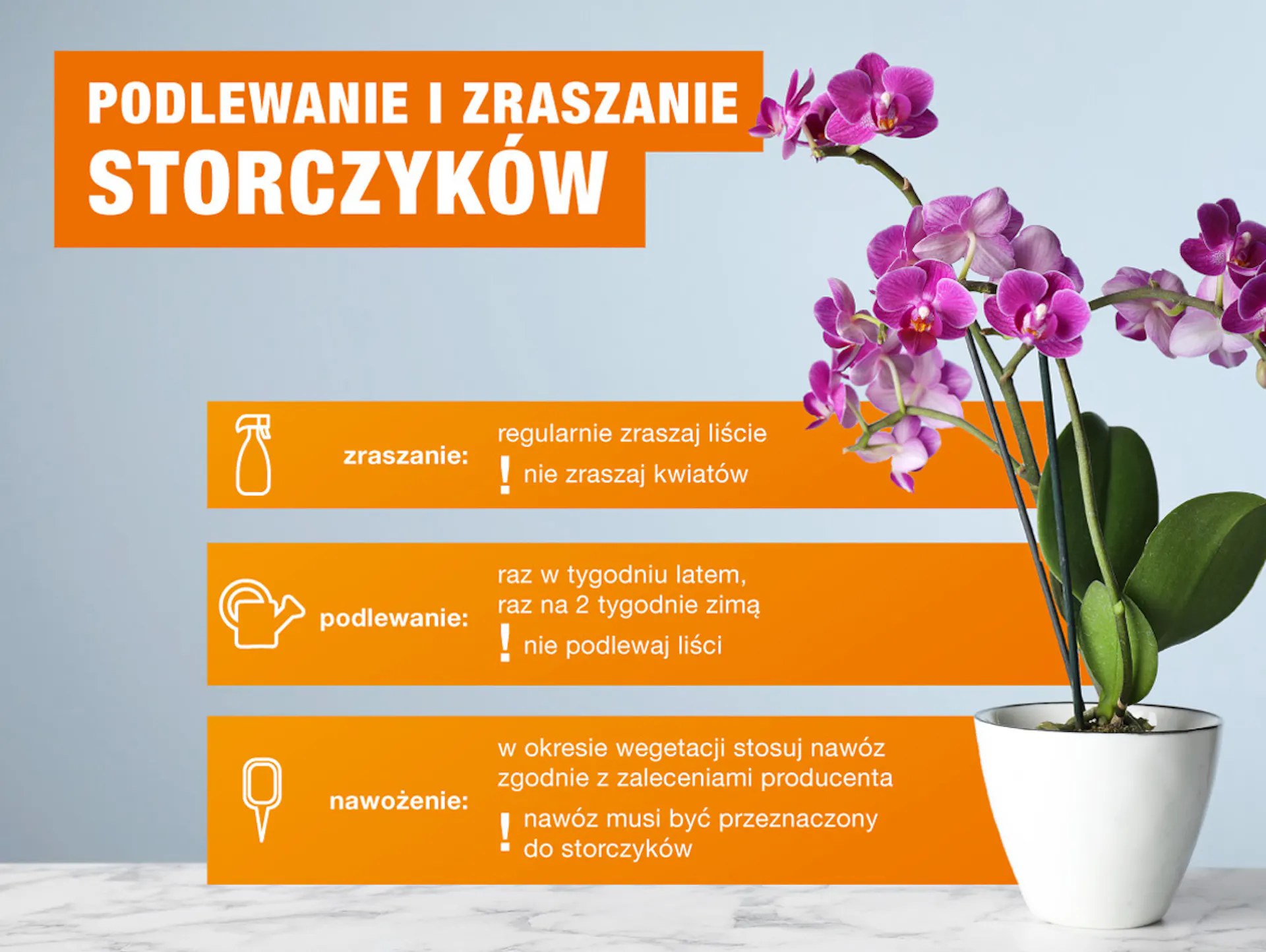uprawa storczyków – infografika OBI