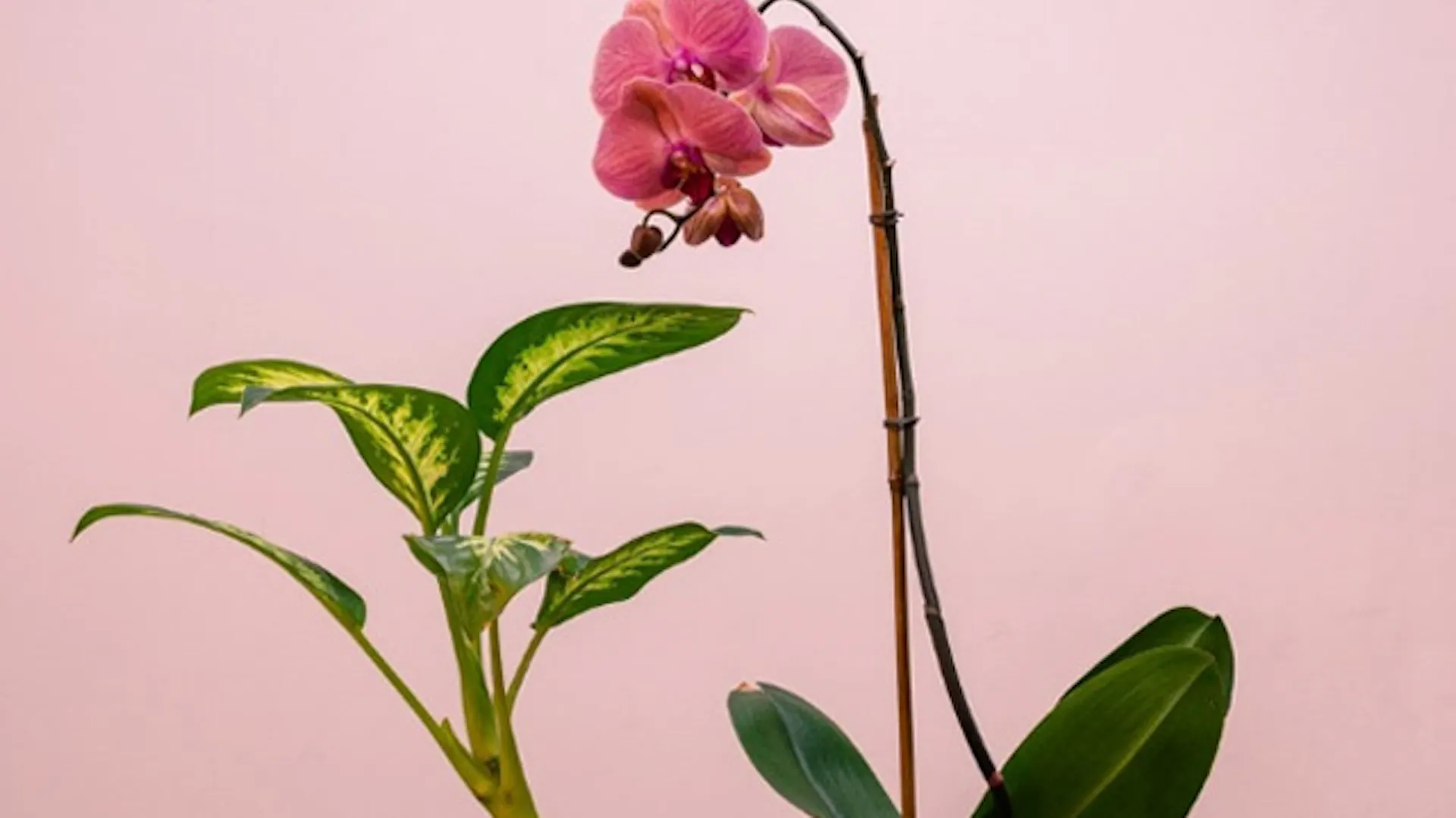 Storczyk, orchidea