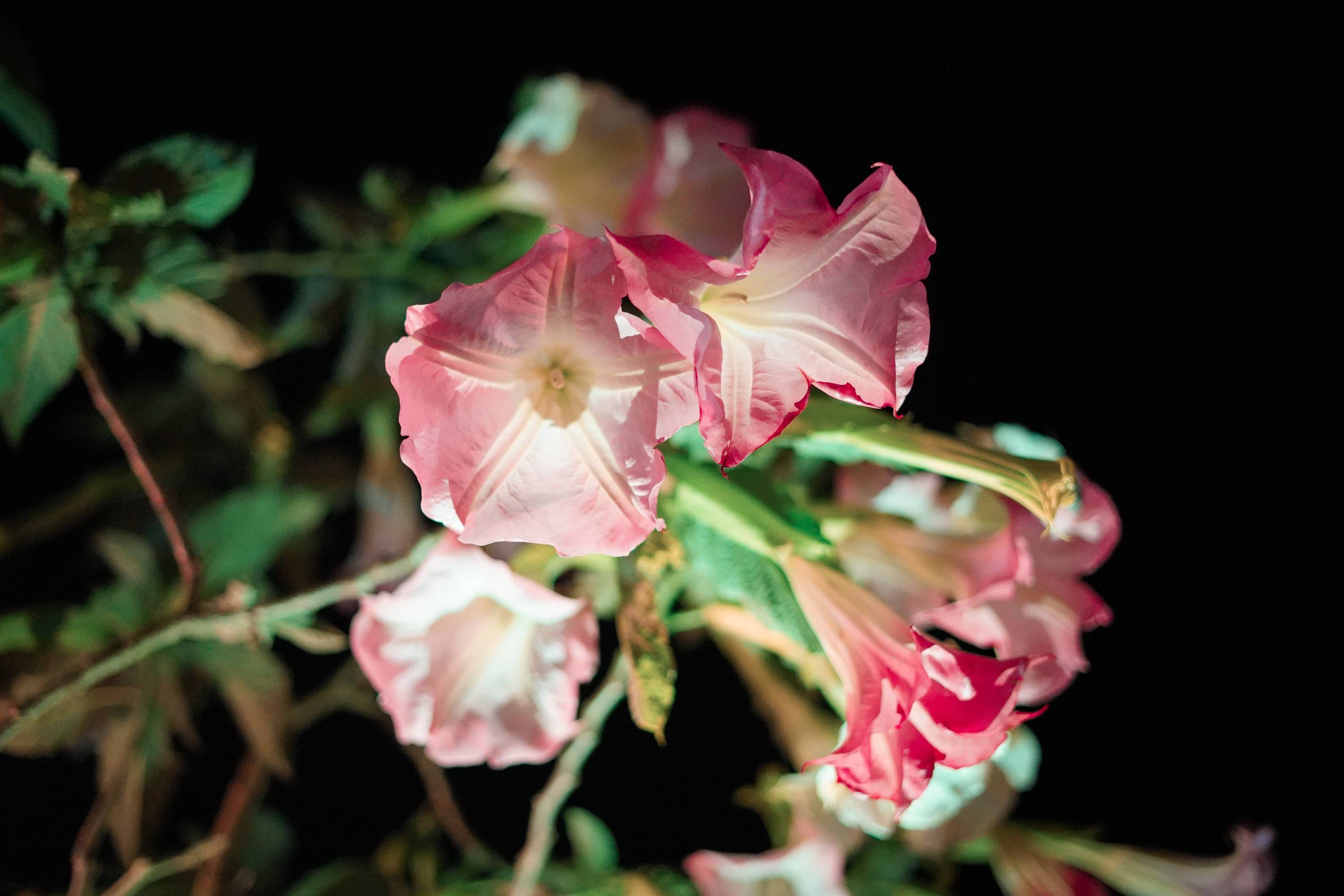 Datura nocą