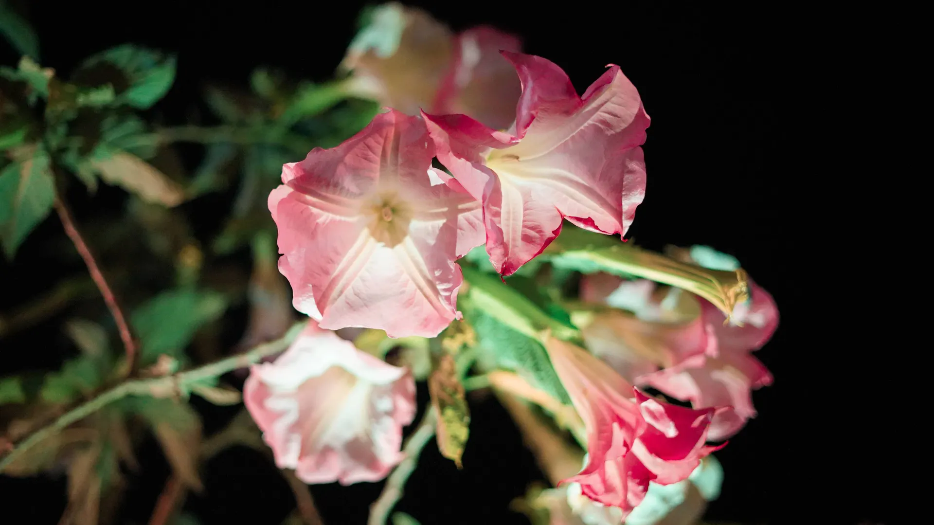 Datura nocą