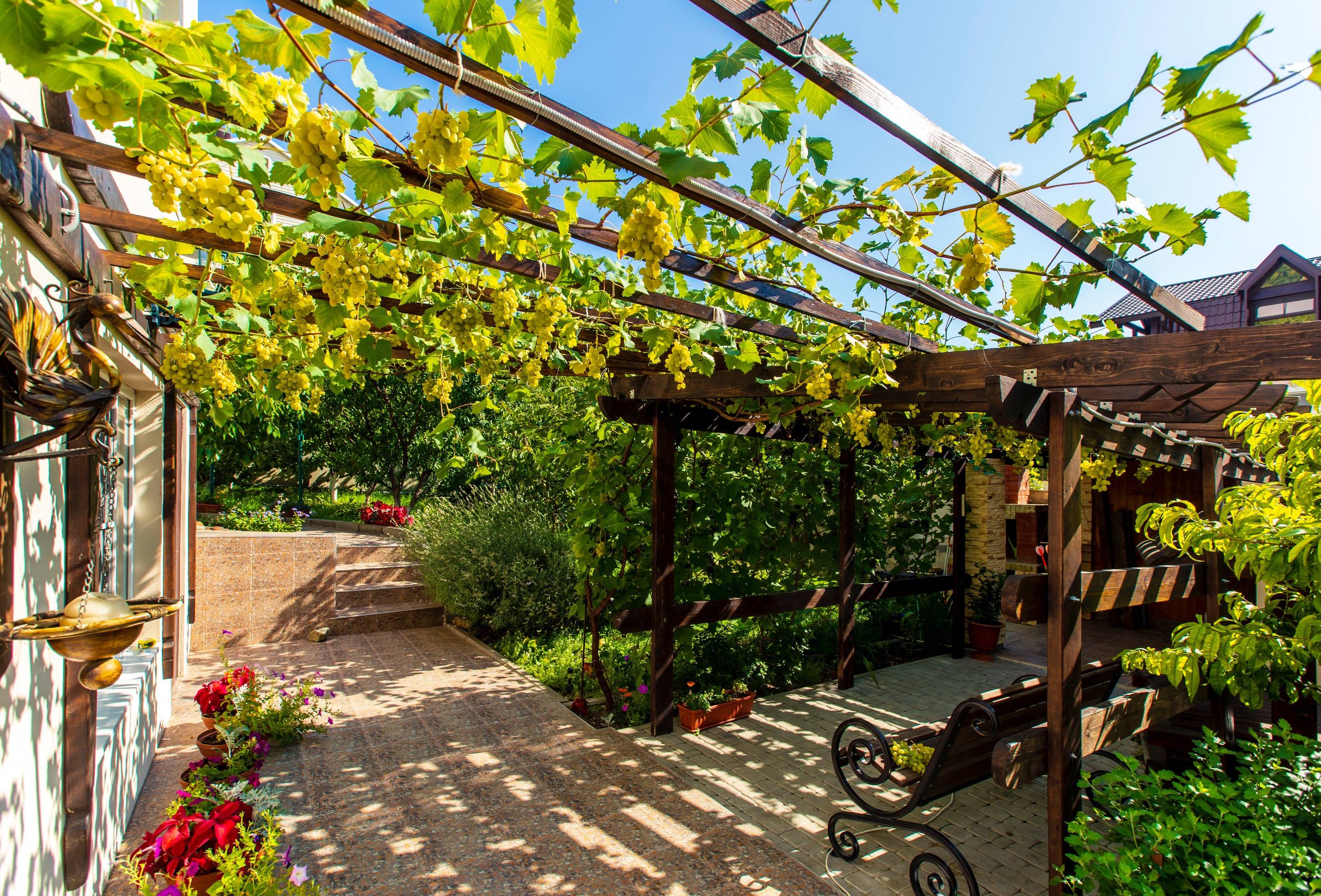 Pergola drewniana porośnięta pnączami 