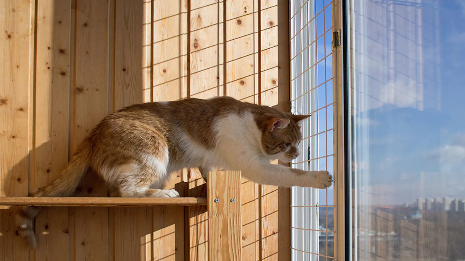 Siatka dla kota na balkon.