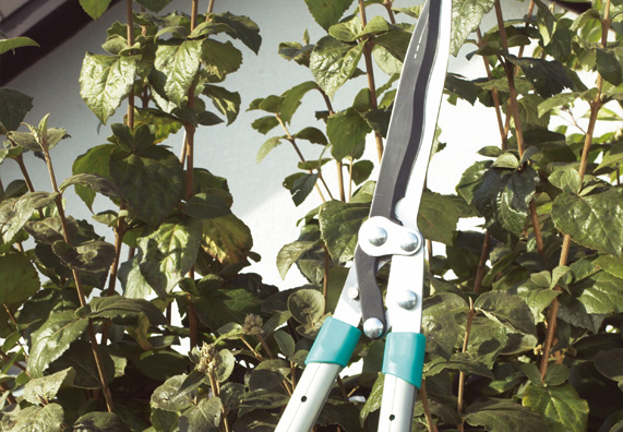 Jak naostrzyć i smarować nożyce do żywopłotu