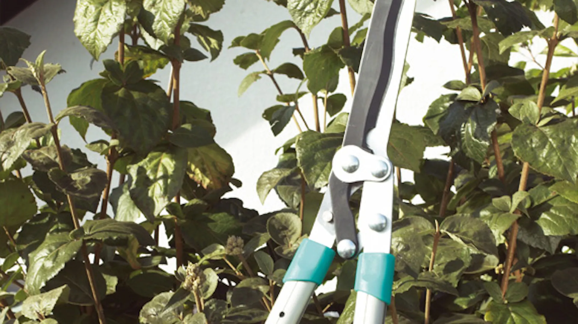 Jak naostrzyć i smarować nożyce do żywopłotu