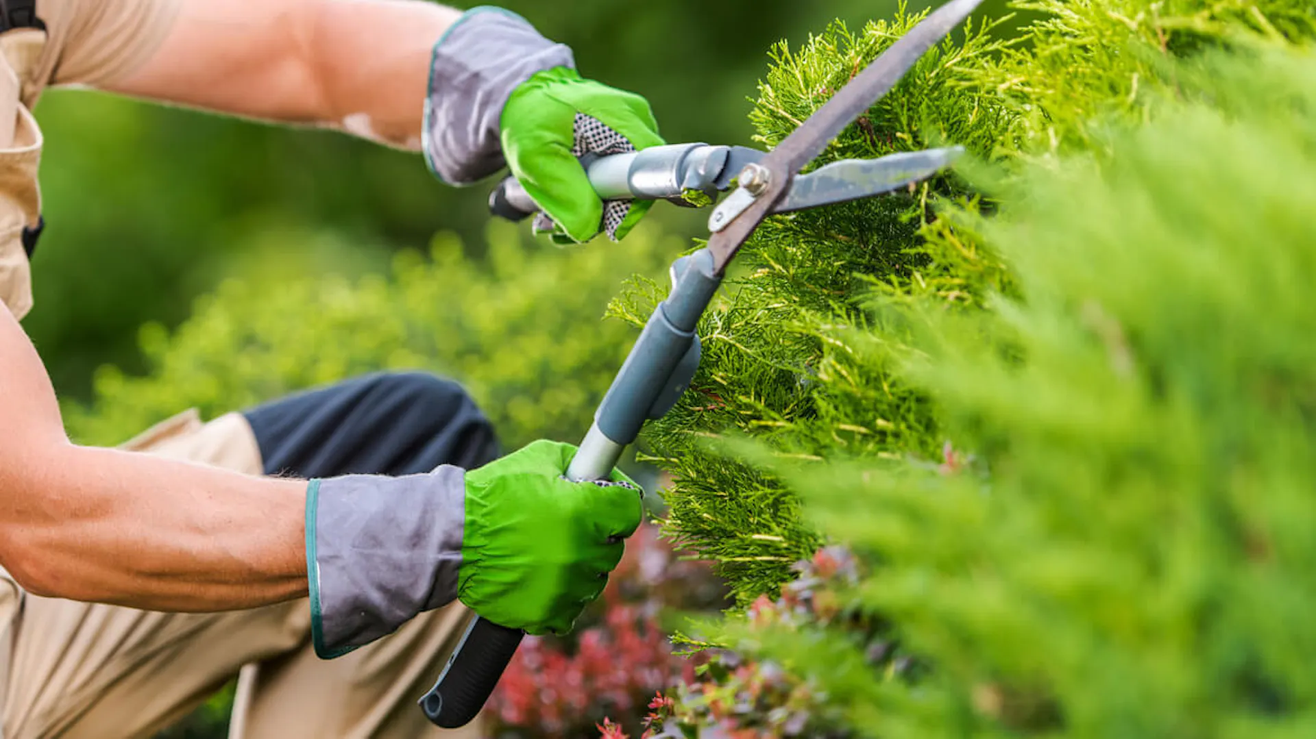 Mężczyzna w zielonych rękawiczkach przycina sekatorem krzew w ogrodzie.