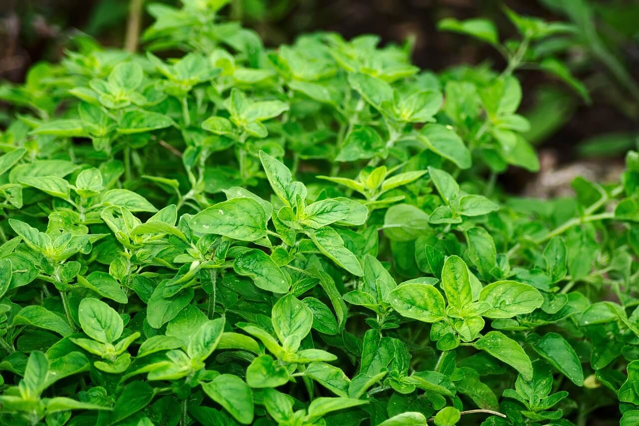 Oregano.