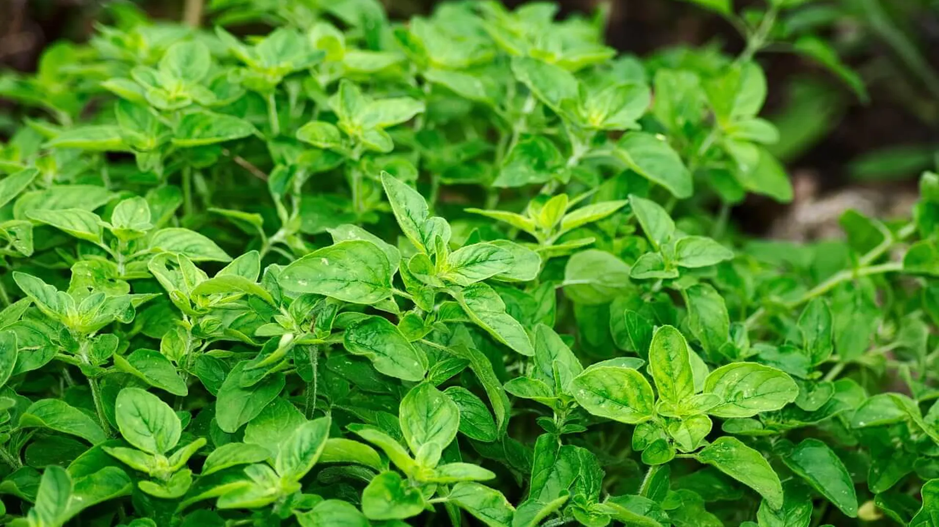 Oregano.