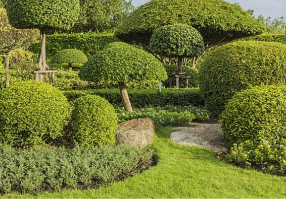 Ogród w stylu japońskim z artystycznie przyciętymi krzewami i koronami drzew.
