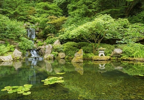 Sadzawka wodna w ogrodzie japońskim. W tle niewielki wodospad i drzewko bonsai.