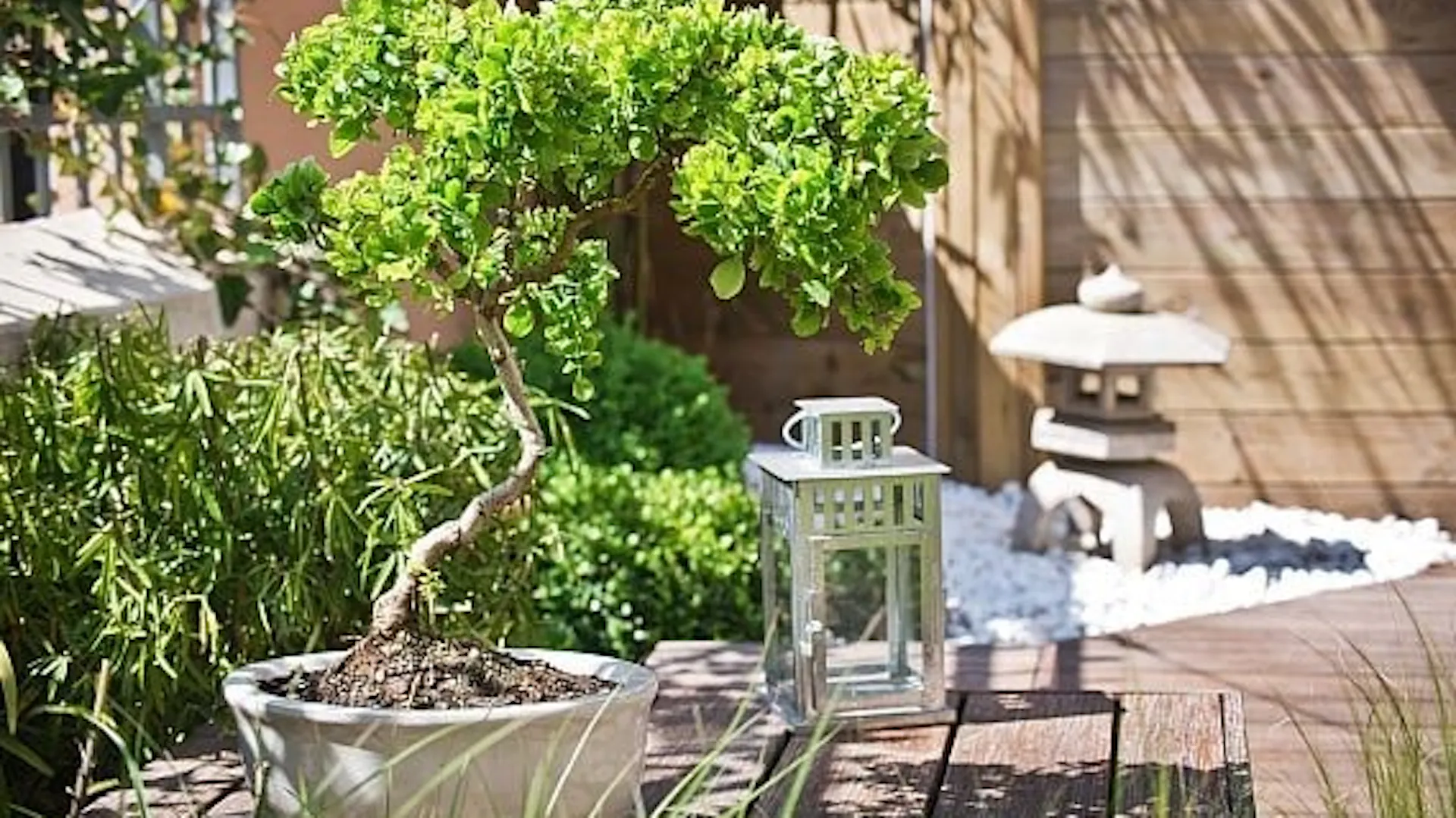 Drzewko bonsai w donicy na drewnianym tarasie.