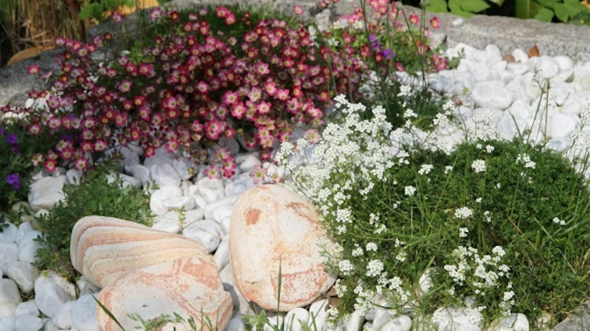 Ogród skalny i rośliny.