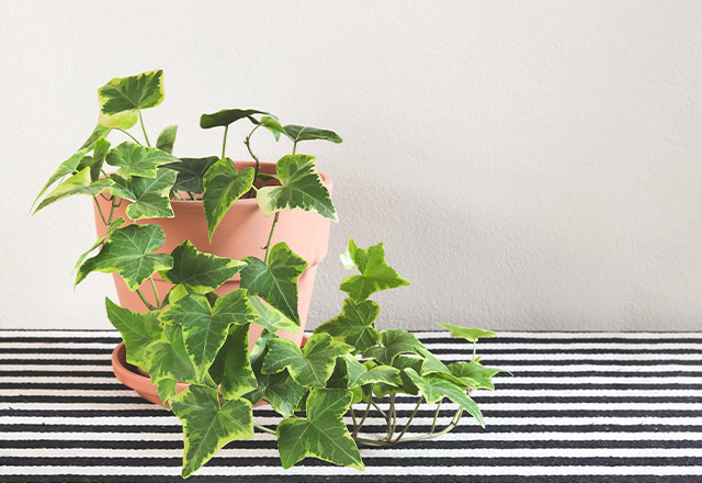 Bluszcz jak pielęgnować pnącza porastające dom i ogrodzenie? OBI