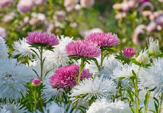 Aster jak uprawiać astry